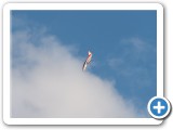 2013-08-03_Maubeuge_0447